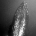 whale_humpback_v_00110_dom3505.jpg